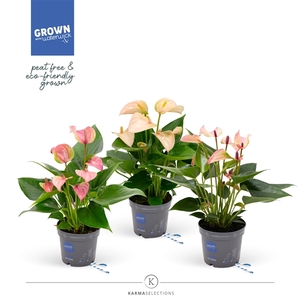 Mimesis Anthurium KARMA Special mix - 9cm