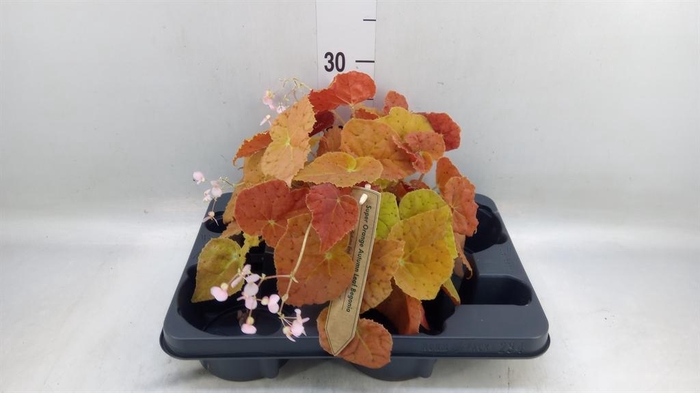 <h4>Begonia BD   ...</h4>