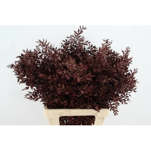 DF Ruscus 70cm Bs Bordeaux