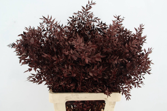 DF Ruscus 70cm Bs Bordeaux