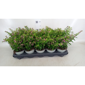Cuphea hyssopifolia