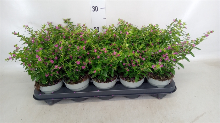 <h4>Cuphea hyssopifolia</h4>