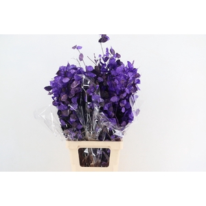 DF Lunaria Bs Aubergine