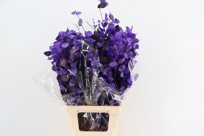 <h4>DF Lunaria Bs Aubergine</h4>