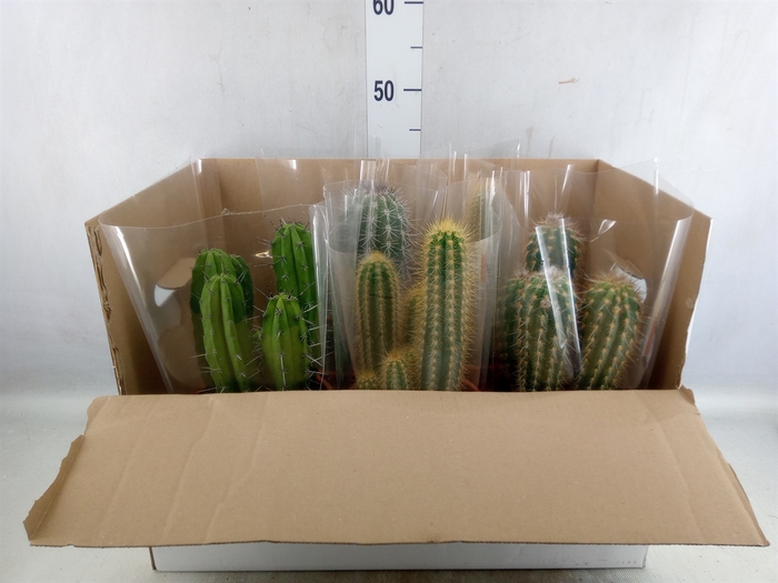 Cactus   ...mix