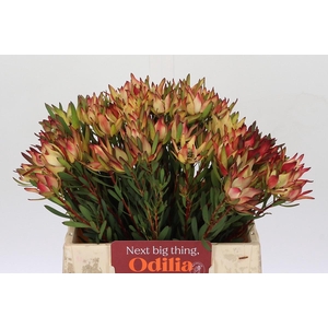 Leucadendron Blush