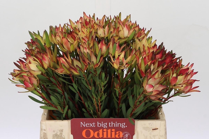 <h4>Leucadendron Blush</h4>