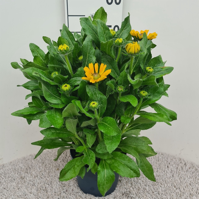 <h4>Rudbeckia   ...</h4>