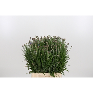 Centaurea
