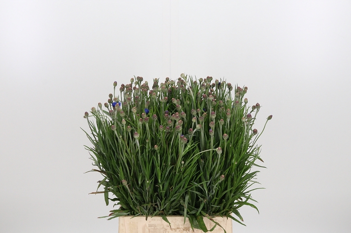 <h4>Centaurea</h4>