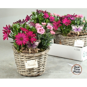 ARR TUINPLANTEN