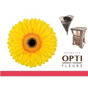 Gerbera Apollo Water