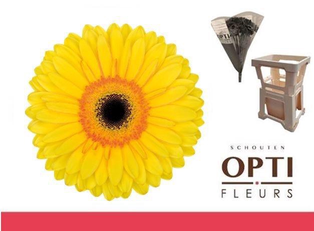 <h4>Gerbera Apollo Water</h4>