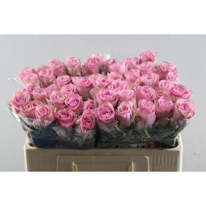 R Gr Renaissance L50