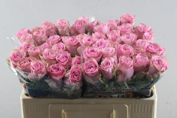 <h4>R Gr Renaissance L50</h4>