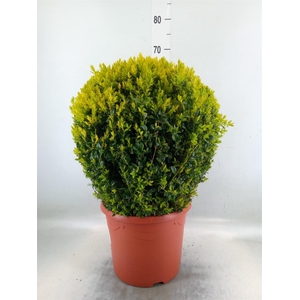 Buxus semp.   ...