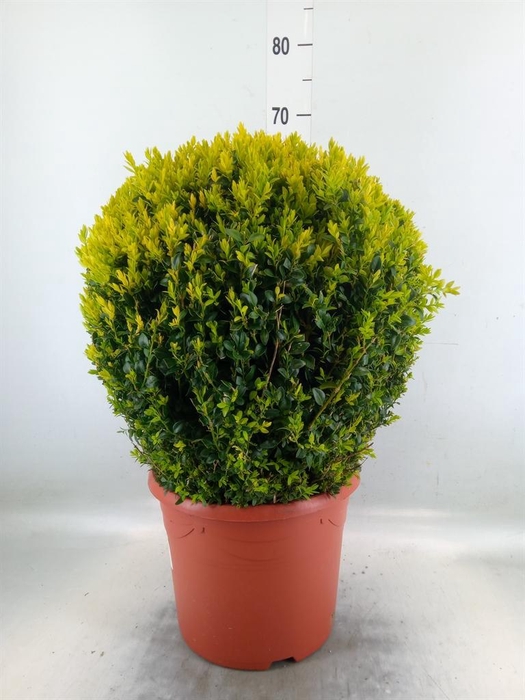 <h4>Buxus semp.   ...</h4>