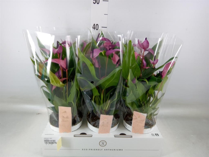 <h4>Anthurium 'Zizou'</h4>