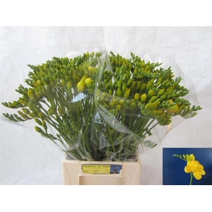 Freesia du Soleil