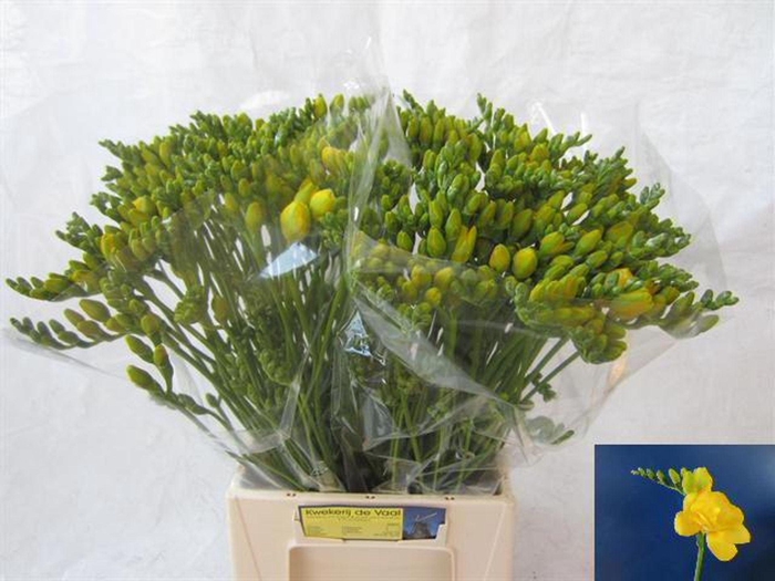 <h4>Freesia du Soleil</h4>
