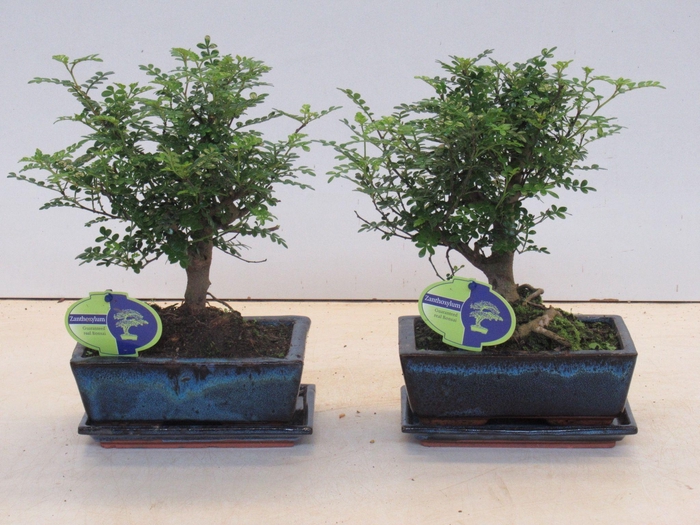 <h4>Zanthoxylum piperitum, 20cm., broom, with dip tray</h4>