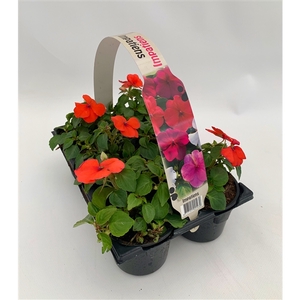 Impatiens Walleriana zalm 6p