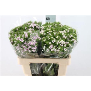 Di Barb It. Pink White Striped