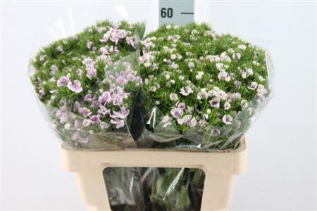 <h4>Di Barb It. Pink White Striped</h4>