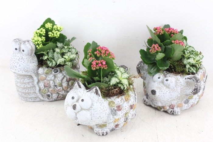 <h4>arr2 TD - Dierenmix - roze/wit</h4>