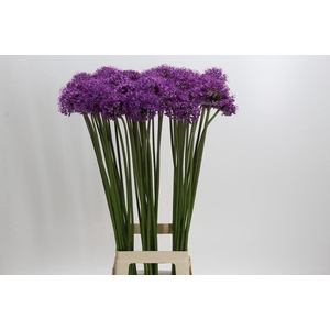 Allium Gladiator