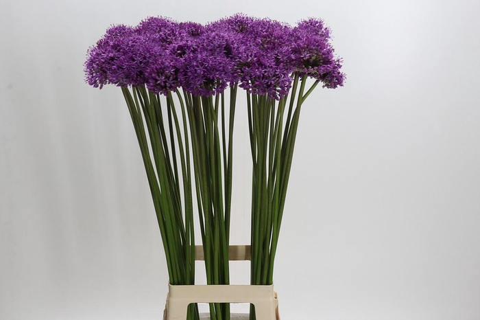 <h4>Allium Gladiator</h4>