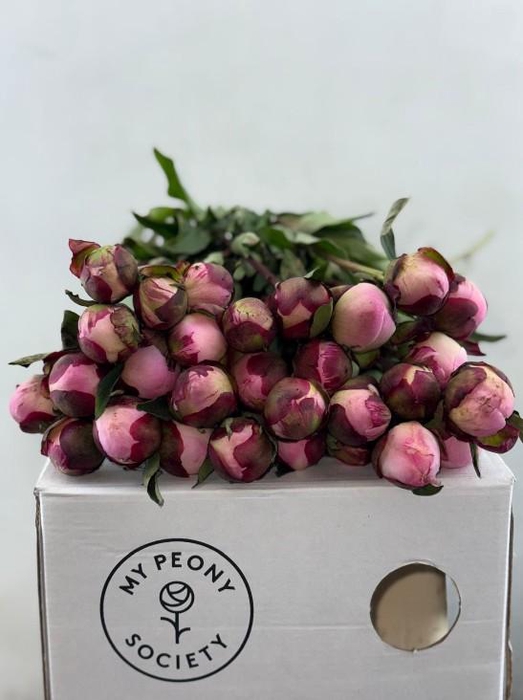 <h4>Paeonia Gardenia</h4>