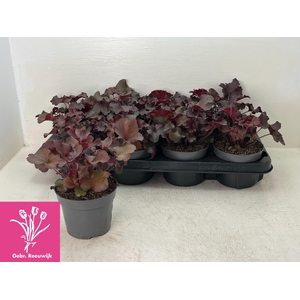 HEUCH MI PALACE PURP