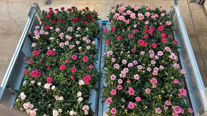 <h4>Dian Osc Gem</h4>