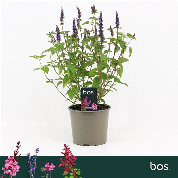 <h4>Agastache Foeniculum, Little Adder</h4>