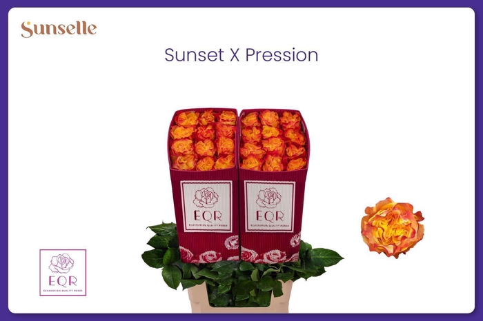 <h4>R GR SUNS X-PRESSION</h4>