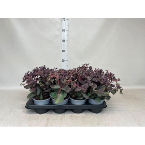 Sedum telep.