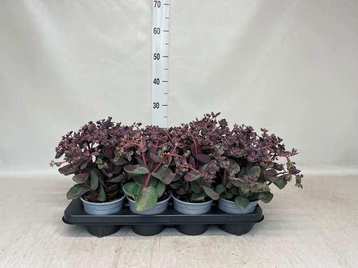 <h4>Sedum telep.</h4>