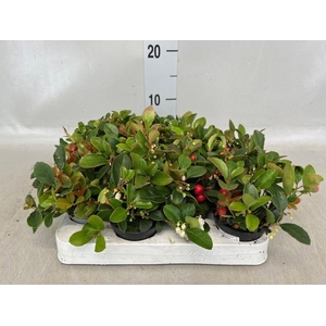 Gaultheria proc.
