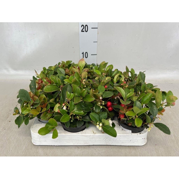 <h4>Gaultheria proc.</h4>
