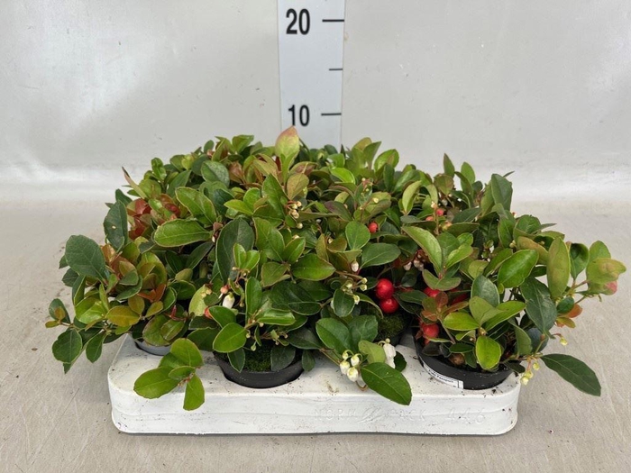 <h4>Gaultheria proc.</h4>