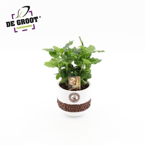 Coffea In Bonenpot