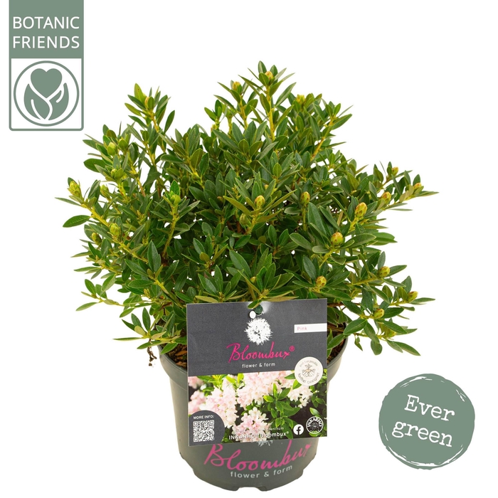 <h4>Rhododendron 'Bloombux' Pink</h4>