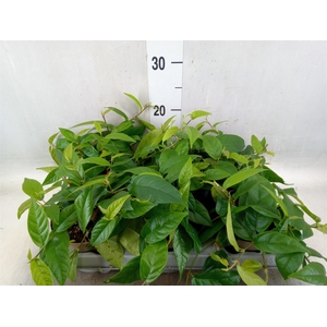 Ficus sagittata