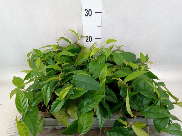 <h4>Ficus sagittata</h4>