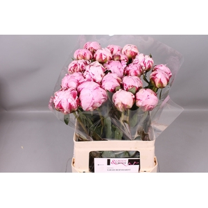Paeonia Sarah Bernhardt | Heavy Quality