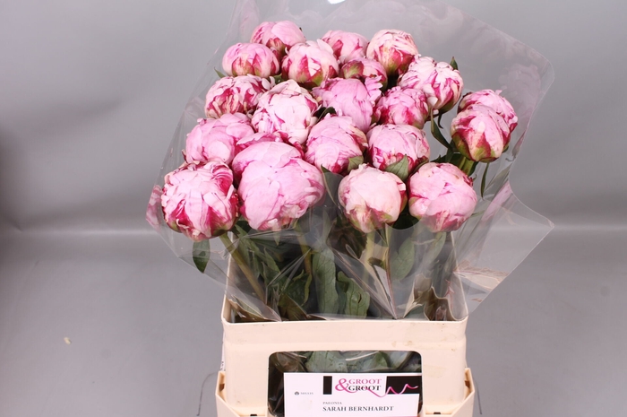 <h4>Paeonia Sarah Bernhardt | Heavy Quality</h4>