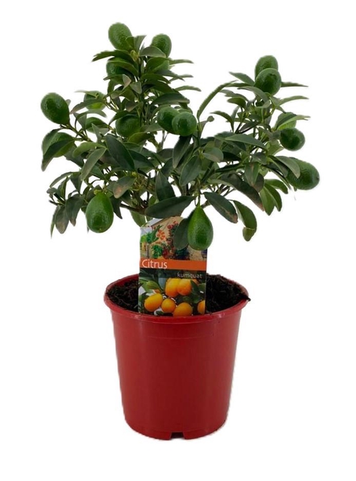 <h4>Citrus Kumquat</h4>