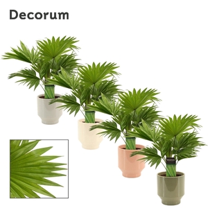 Livistona Rotundifolia 12 cm in Pato (Deco-collection)