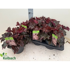 HEUCH MI PALACE PURP